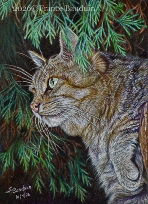 European Wildcat portrait - 12 hours
Anthracite Pastelmat
7" x 5"
Ref.: My own photo